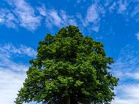 Kleine Kapelle unter mächtigen Linden